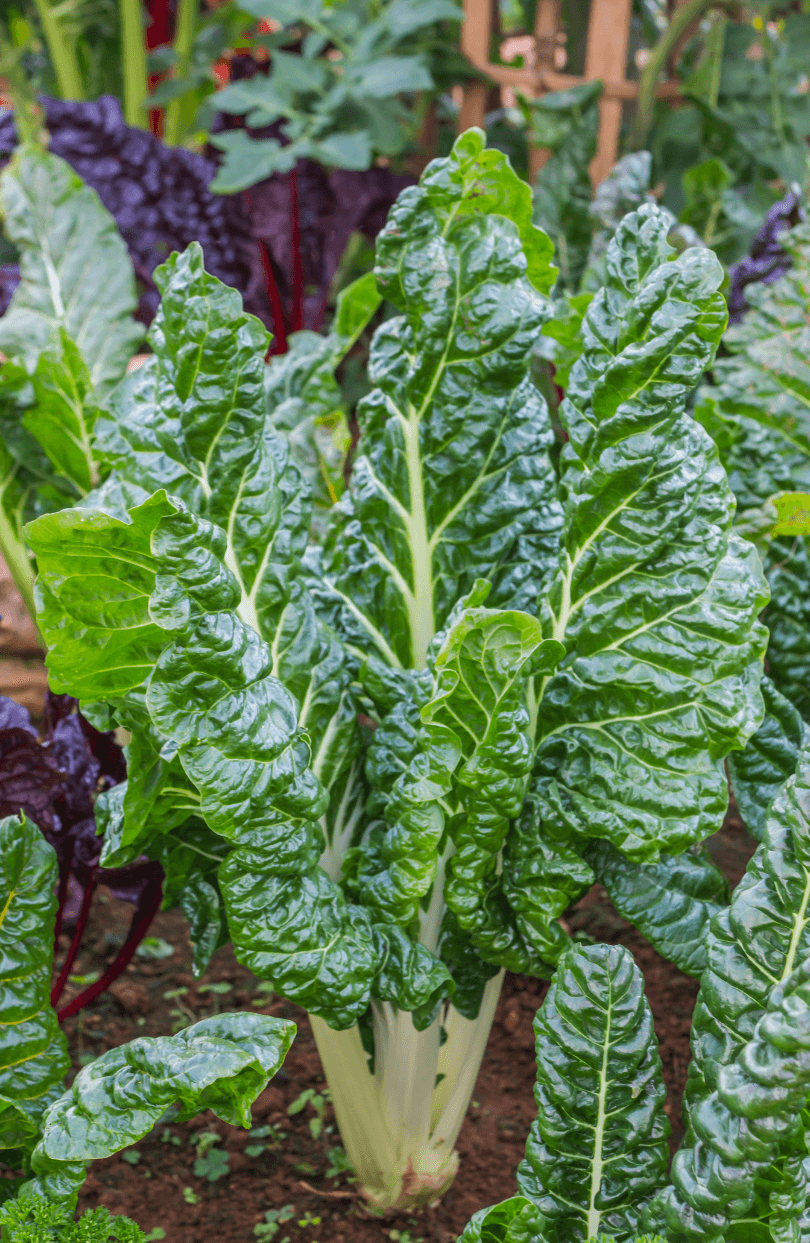 Elevate Your Culinary Palette: Buy White Swiss Chard Seeds Online