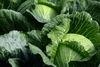 Charger l&#39;image dans la visionneuse de la galerie, Shop the Best Summer Cabbage Seeds: Elevate Your Garden Cuisine