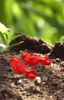 تحميل الصورة في عارض المعرض ، Premium Chili Hot Peter Pepper Seeds - Start a fiery and flavorful harvest with these high-quality seeds 