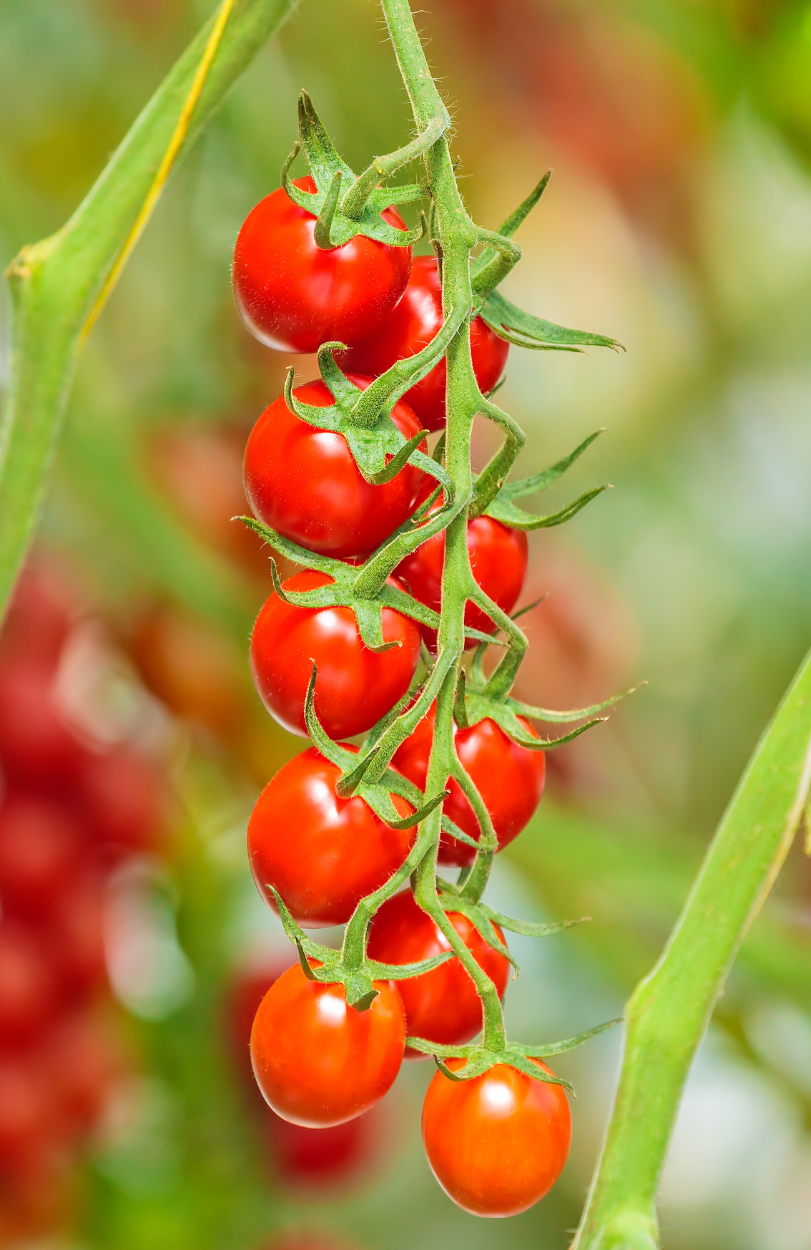 Red Cherry Tomato Seeds - Freshness Straight from Your Garden