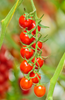Ladda in bild i Galleri Viewer, Red Cherry Tomato Seeds - Freshness Straight from Your Garden
