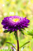Load image into Gallery viewer, Buy High-Quality Purple Aster Seeds - Elevate Your Garden&#39;s Allure