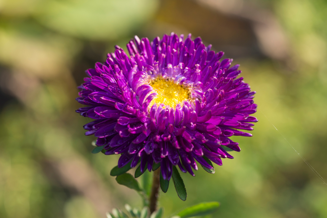 Buy Purple Aster Seeds Online - Enchanting Blooms for Your Garden