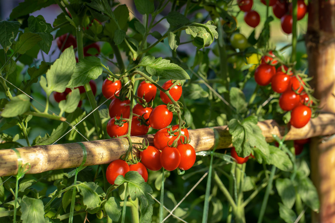 Get Red Cherry Tomato Seeds - Flavorful Summer Harvest