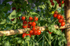 Ladda in bild i Galleri Viewer, Get Red Cherry Tomato Seeds - Flavorful Summer Harvest