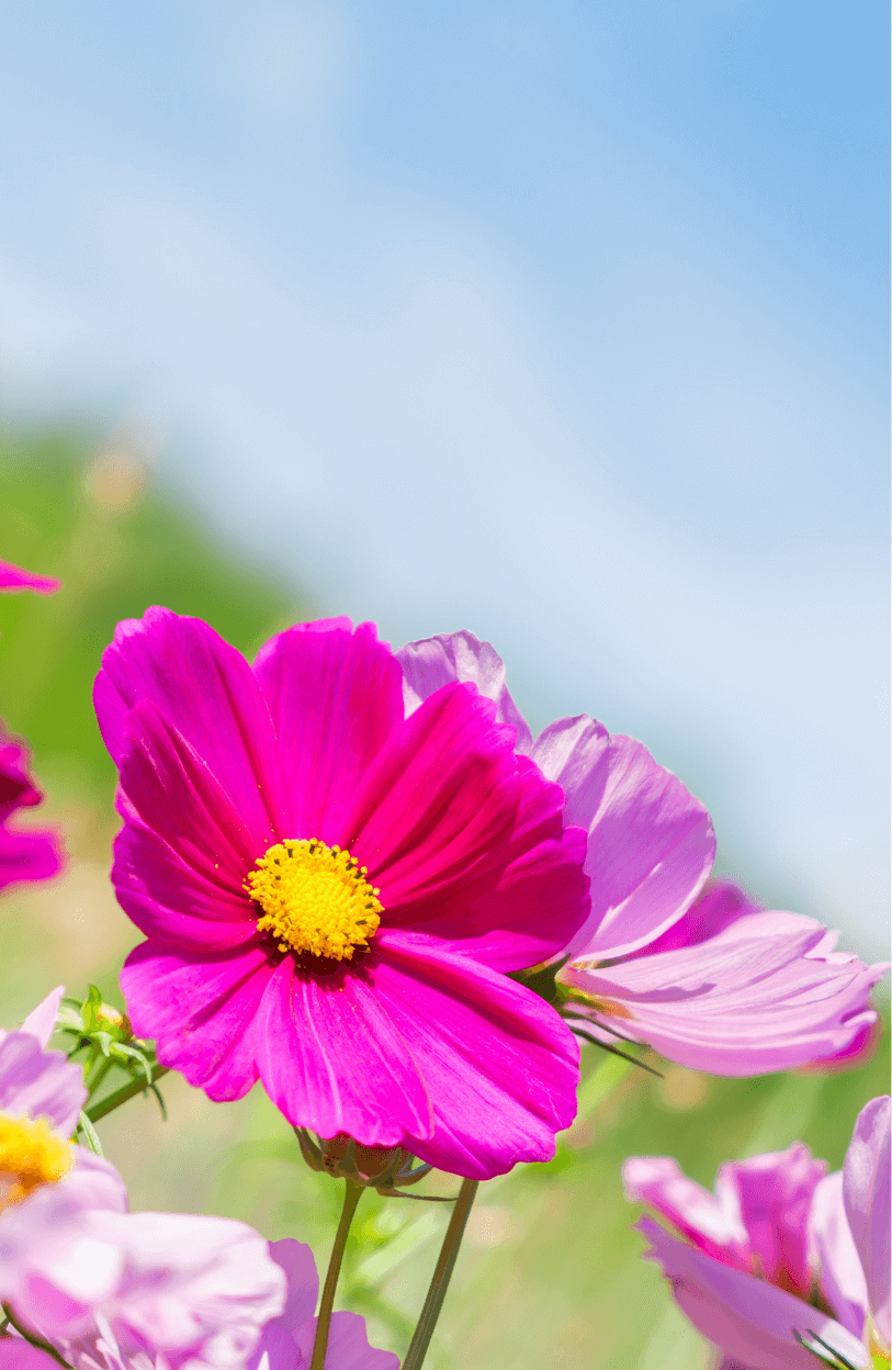Buy Pink Cosmos Seeds Online - Graceful Blooms for Your Garden