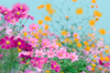 Premium Pink Cosmos Seeds for Sale - Create a Serene Floral Haven