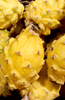 Load image into Gallery viewer, Shop Yellow Dragon Fruit Seeds - Grow Your Own Tropical Treats