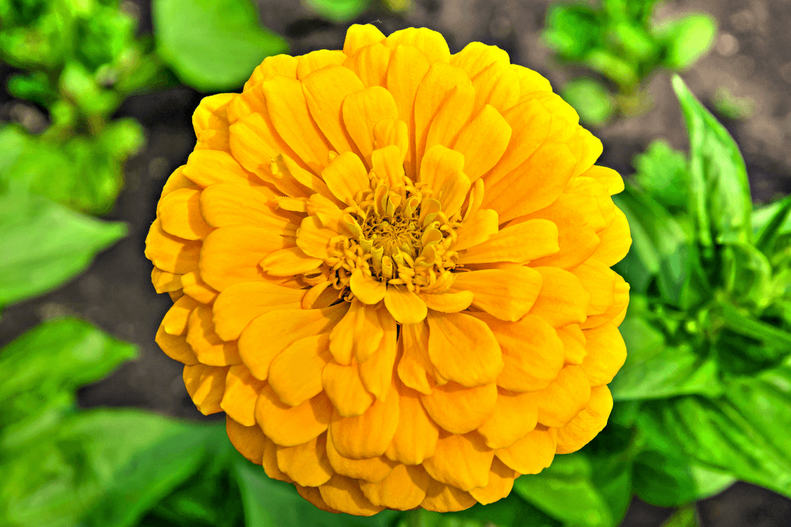 Shop Yellow Zinnia Elegans Seeds - Add a Pop of Sunshine to Your Landscape
