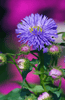 Indlæs billede i gallerifremviser, Buy Blue Light Aster Seeds Online - Bright Blooms for Your Home or Garden