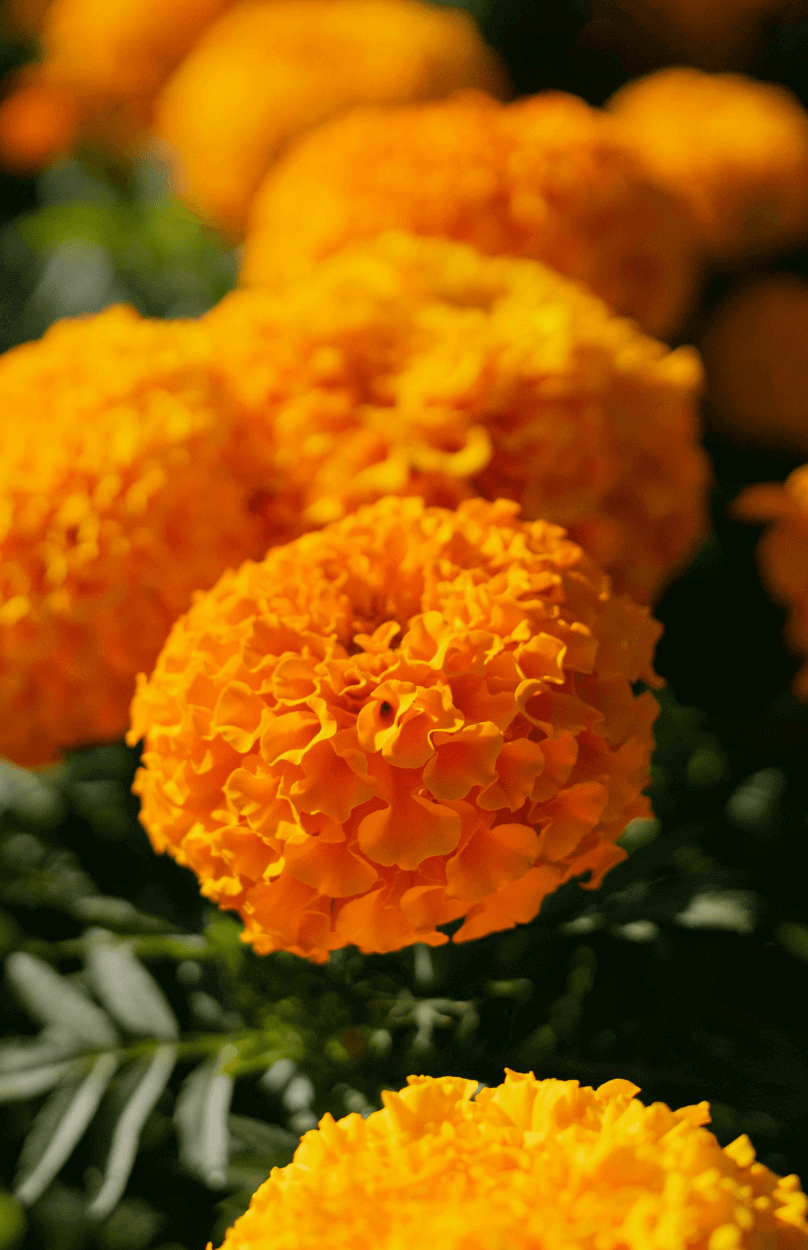 Buy Dwarf Orange African Marigold Seeds Online - Compact and Colorful Blooms