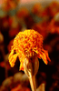 Lataa kuva gallerian katseluohjelmaan, Shop Dwarf Orange African Marigold Seeds - Add Vibrancy to Your Garden