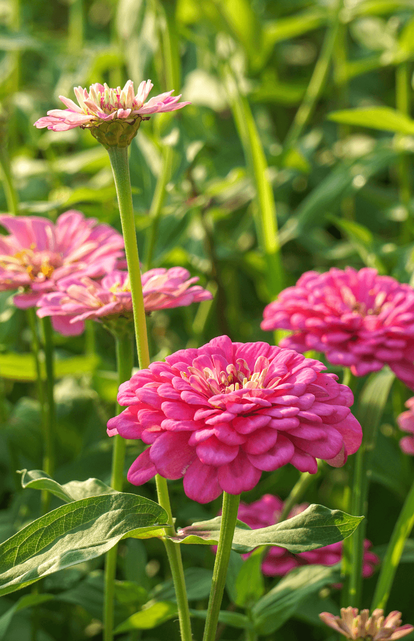 Buy Pink Luminosa Zinnia Seeds Online - Radiant Blooms for Your Garden
