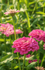 Carica l&#39;immagine nel visualizzatore Galleria, Buy Pink Luminosa Zinnia Seeds Online - Radiant Blooms for Your Garden