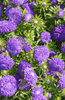 Load image into Gallery viewer, Purple Aster Seeds Shop - Discover Lively and Colorful Flowers