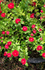 Indlæs billede i gallerifremviser, hop Red Convolvulus Tricolor Seeds - Embrace the Cheerful Charm of Red  Blooms