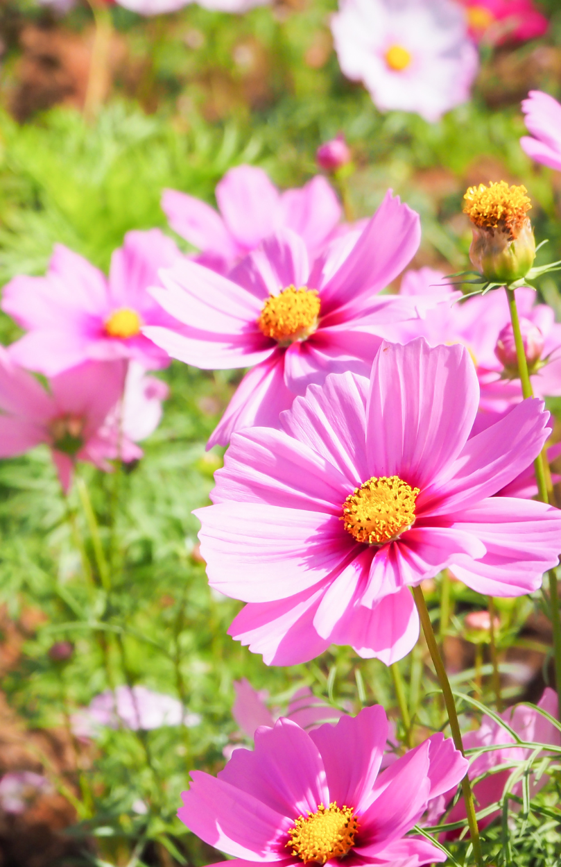 Pink Cosmos Seeds Shop - Explore a World of Lovely Pink Flowers