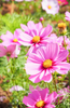 Load image into Gallery viewer, Pink Cosmos Seeds Shop - Explore a World of Lovely Pink Flowers
