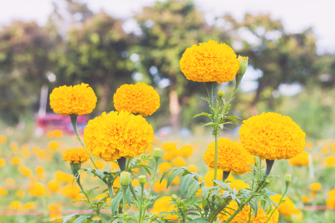 Shop Yellow African Marigold Seeds - Add Sunny Splendor to Your Landscape