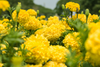 Premium Yellow African Marigold Seeds for Sale - Create a Lively Flowerbed