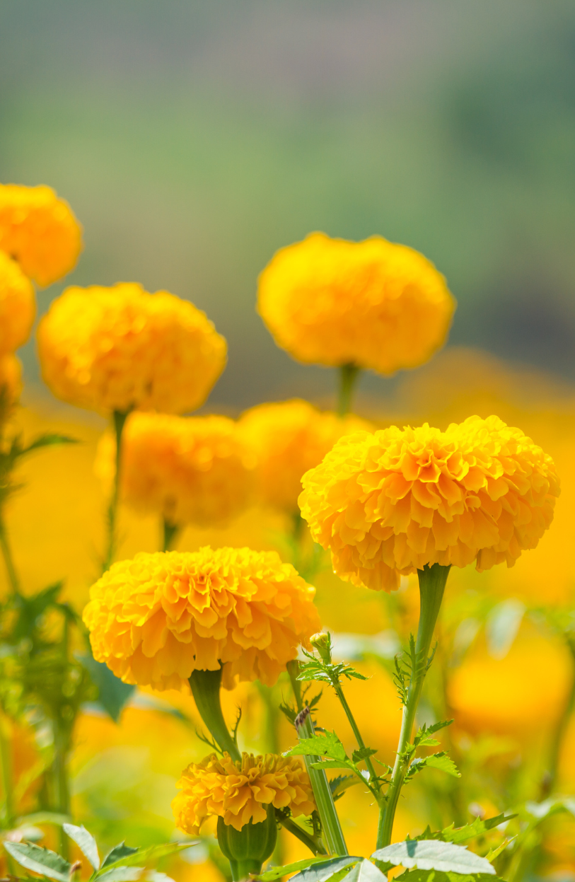 Buy Yellow African Marigold Seeds Online - Vibrant Blooms for Your Garden