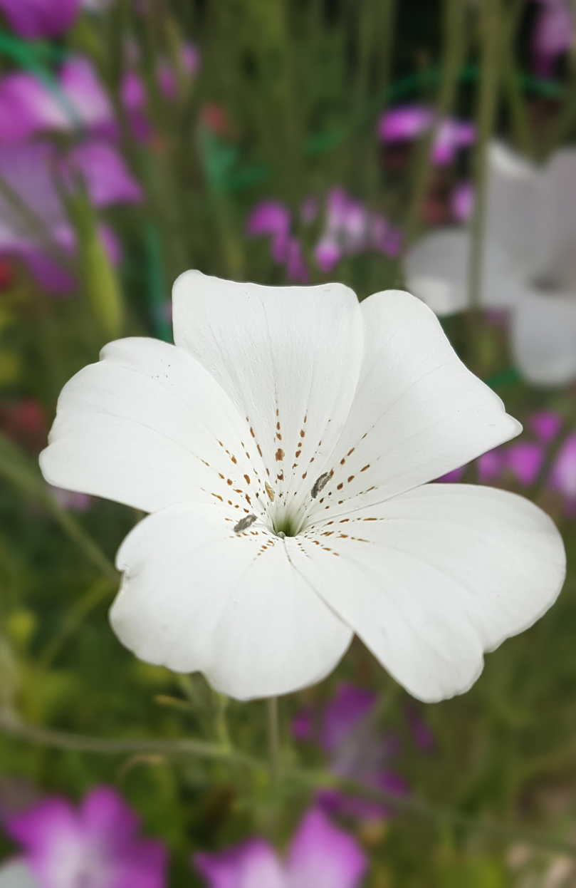 Buy High-Quality White grostemma Seeds - Elevate Your Garden's Beauty