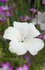 Indlæs billede i gallerifremviser, Buy High-Quality White grostemma Seeds - Elevate Your Garden&#39;s Beauty