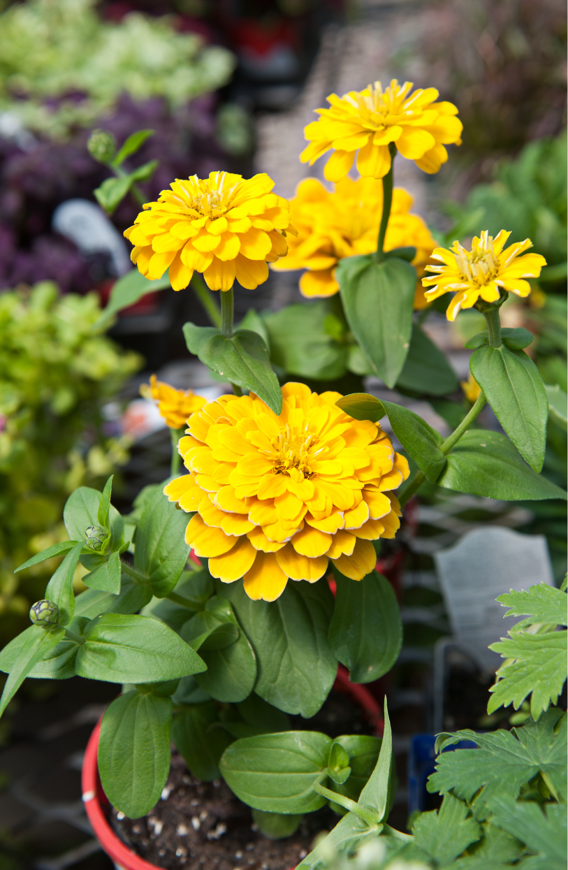 Buy Yellow Zinnia Elegans Seeds Online - Bright Blooms for Your Garden