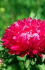 Afbeelding laden in galerijviewer, Premium Red Aster Seeds for Sale - Create a Radiant Flowerbed