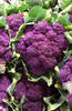 Shop Purple Cauliflower Seeds - Grow Unique and Colorful Vegetables