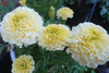 Buy White African Marigold Seeds - Garden Serenity