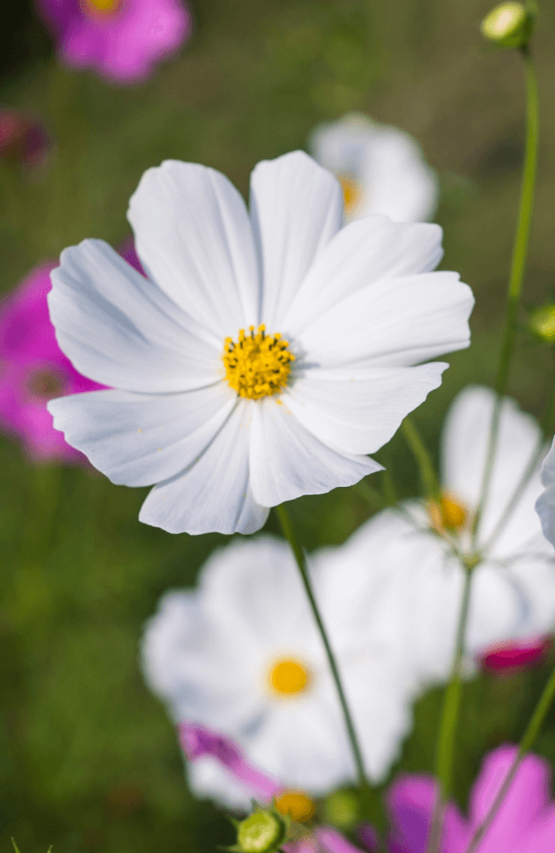 Buy High-Quality White Cosmos Seeds - Elevate Your Garden with Cosmos  flower