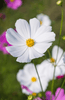 Bild in Galerie-Viewer laden, Buy High-Quality White Cosmos Seeds - Elevate Your Garden with Cosmos  flower