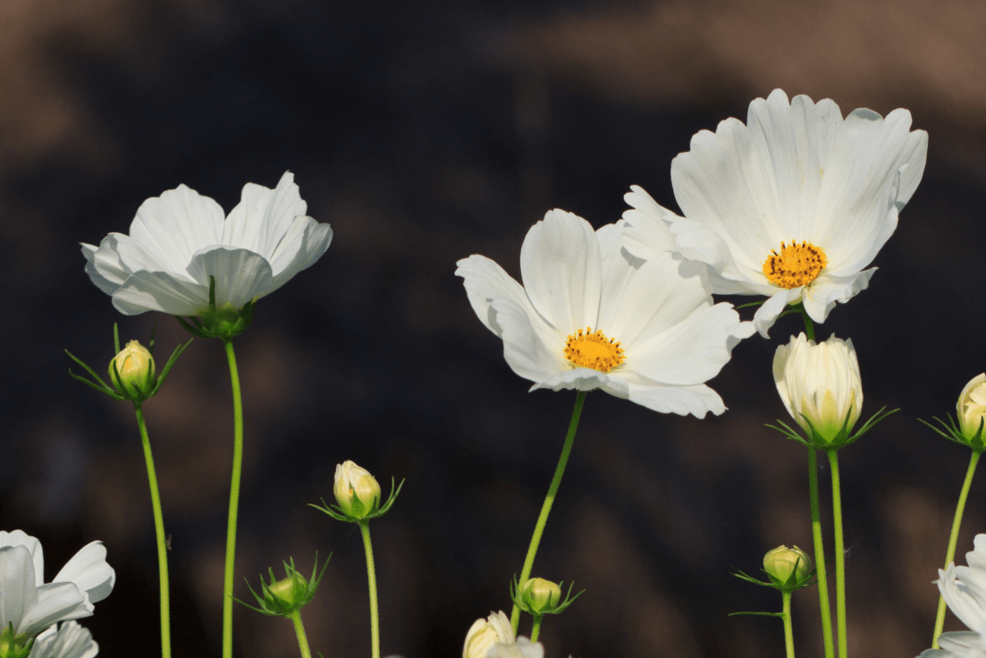 Buy High-Quality White Cosmos Seeds - Elevate Your Garden's Allure