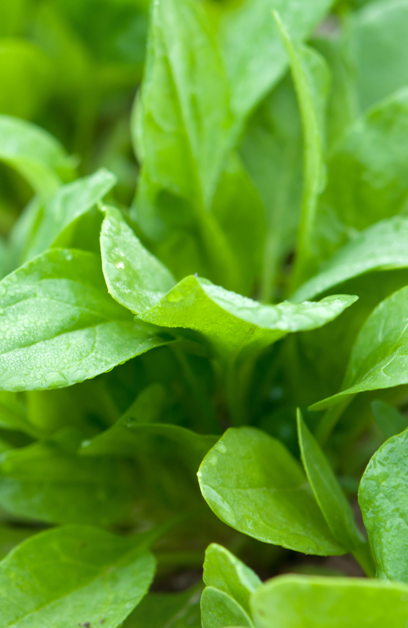 Buy High-Quality Sorrel Seeds - Enhance Your Culinary Adventures