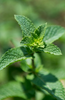 Buy High-Quality Green Mint Seeds - Enhance Your Culinary Adventure