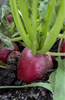 Lataa kuva gallerian katseluohjelmaan, Premium Red Onion Seeds | Buy High-Quality Seeds Online
