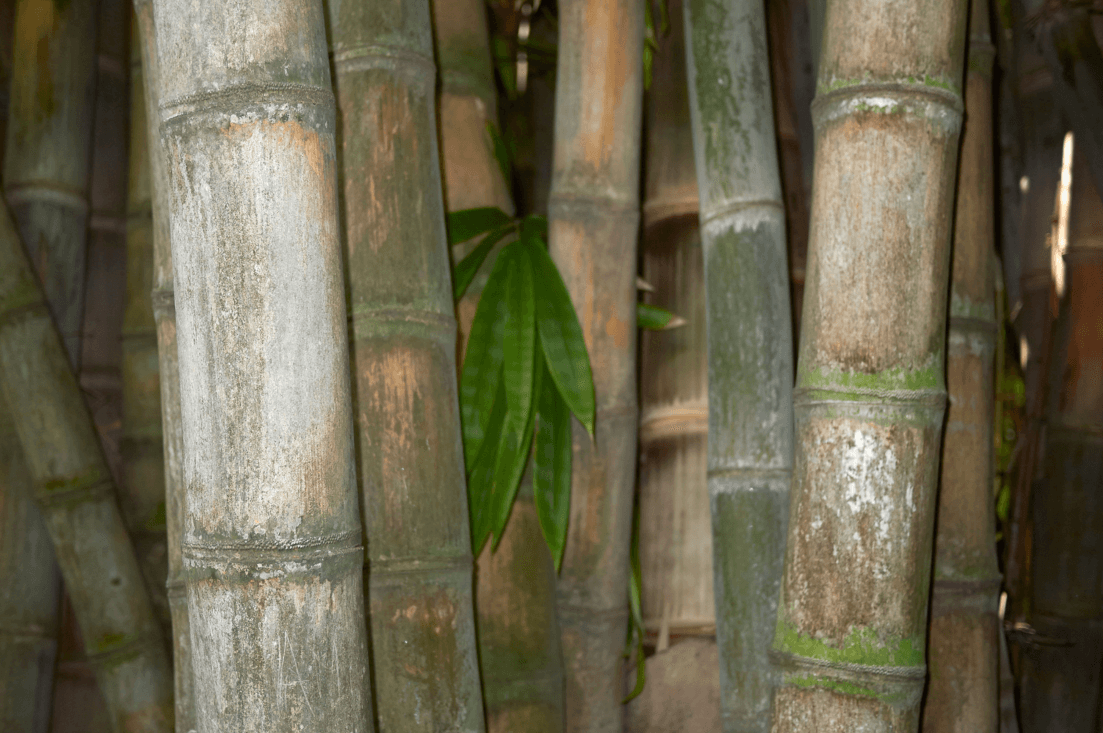 Premium Dendrocalamus Strictus Seeds | Buy Big Black Bamboo Seeds Online 