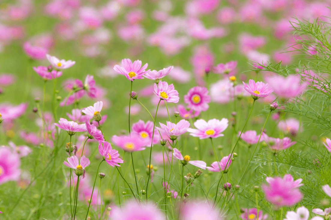 Elevate Your Garden: Get Pink Dwarf Cosmos Flower for Delicate Floral Beauty