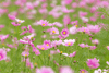 Indlæs billede i gallerifremviser, Elevate Your Garden: Get Pink Dwarf Cosmos Flower for Delicate Floral Beauty