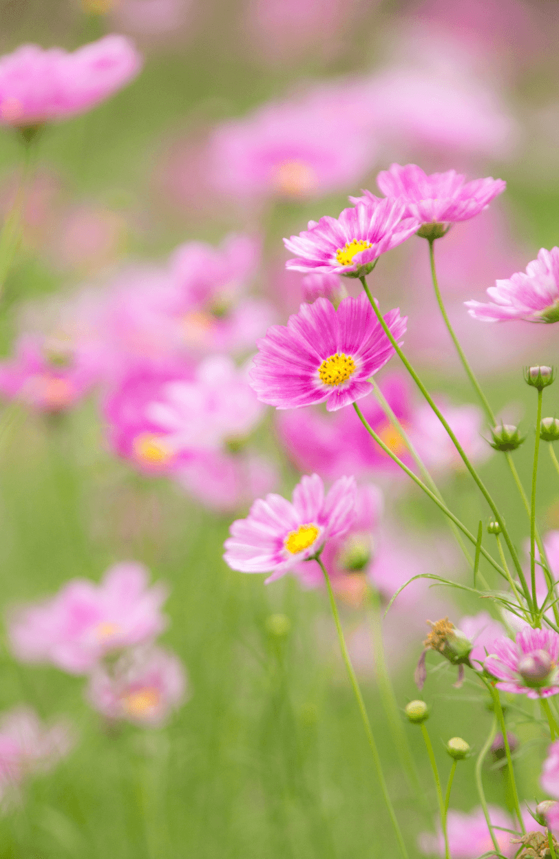 Buy Pink Dwarf Cosmos Flower: Petite Blooms for Your Garden