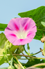 Buy Pink Morning Glory Seeds: Vibrant Vines for Your Garden