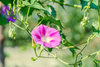 تحميل الصورة في عارض المعرض ، Elevate Your Garden: Get Pink Morning Glory Seeds for Stunning Floral Beauty