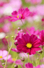 Indlæs billede i gallerifremviser, Shop Cosmos Dwarf Sensation Seeds - Vibrant Blooms!