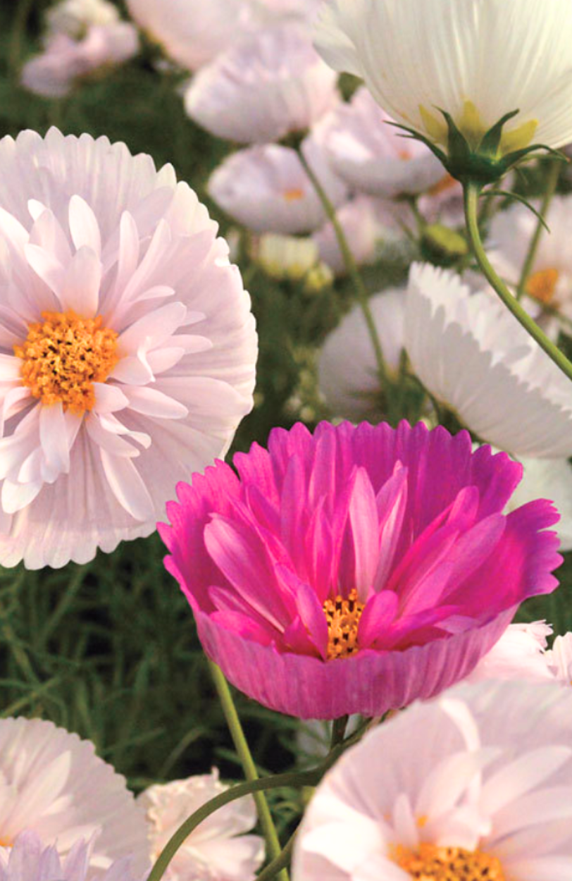 Buy Mixed Cupcake Cosmos: Delightful Blooms for Your Garde