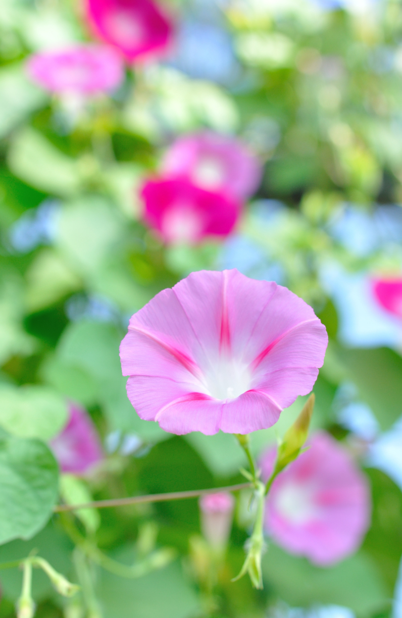 Buy Mixed Morning Glory: Colorful Vines for Your Garden