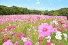 Load image into Gallery viewer, Nature&#39;s Color Palette: Purchase Cosmos Sensation Mixed for Garden Splendor