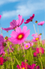 Buy Cosmos Sensation Mixed: Colorful Blooms for Your Garden