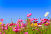 Load image into Gallery viewer, Vibrant Cosmos Sensation Mixed: Buy for Colorful Garden Displays