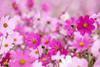 Cargar imagen en el visor de la galería, Elevate Your Garden: Get Cosmos Sensation Mixed for Spectacular Floral Beauty